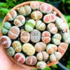 20 Lithops Living Stone
