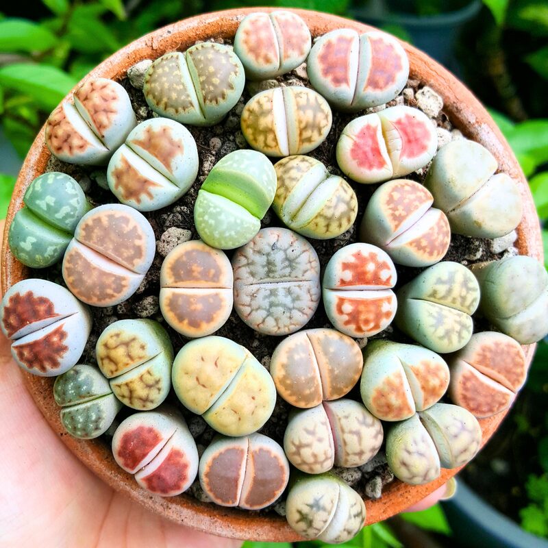 15 Lithops Living Stone Succulent Plants - Image 5