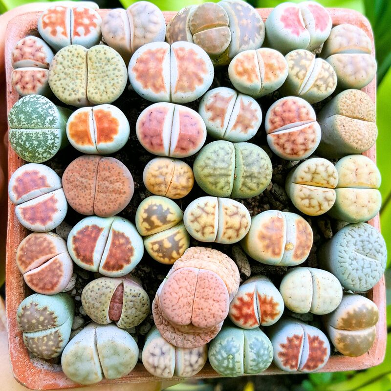 15 Lithops Living Stone Succulent Plants - Image 4