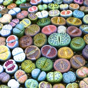Alternative view of 15 Lithops Living Stone Succulent Plants