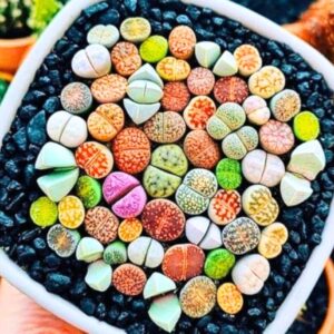 15 Lithops Living Stone Succulent Plants