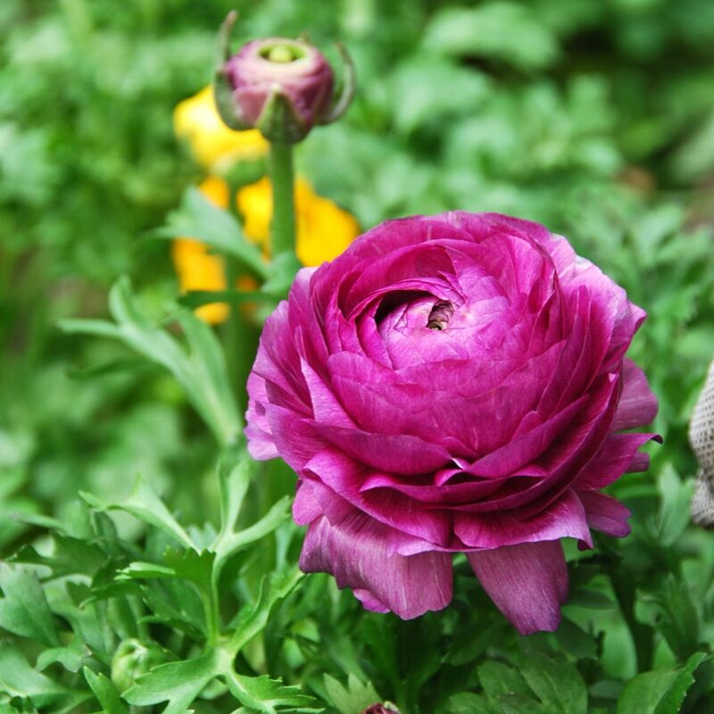 Pack 25 Purple Ranunculus Buttercup Bulbs - Image 5