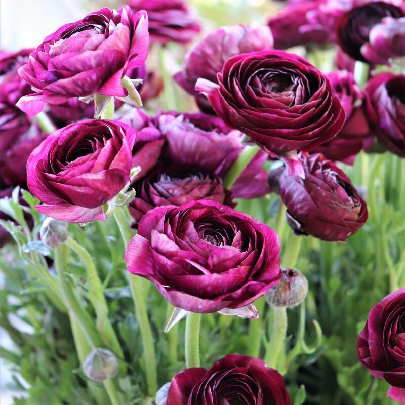 Pack 25 Purple Ranunculus Buttercup Bulbs - Image 2