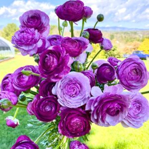 Pack 25 Purple Ranunculus Buttercup Bulbs