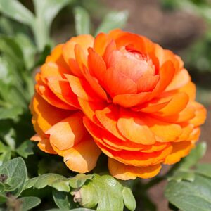 Alternative view of Pack 25 Orange Ranunculus Buttercup Bulbs