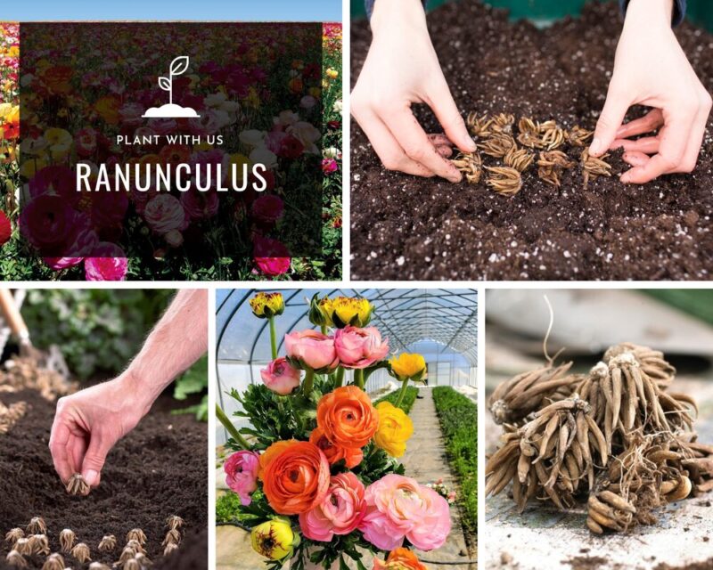 Pack 25 White Ranunculus Buttercup Bulbs - Image 4