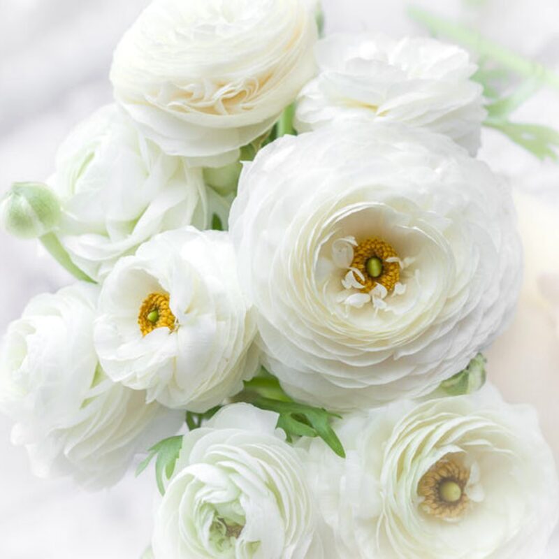 Pack 25 White Ranunculus Buttercup Bulbs - Image 2