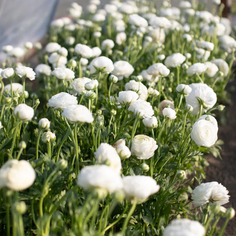Pack 25 White Ranunculus Buttercup Bulbs