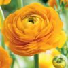 Pack 25 Yellow Ranunculus Buttercup Bulbs