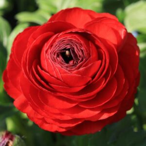 Alternative view of Pack 25 Red Ranunculus Buttercup Bulbs