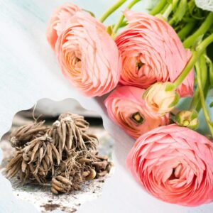 Alternative view of Combo 25 Pink Ranunculus Buttercup Bulbs