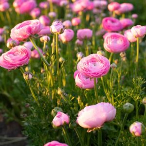 Pack 25 Pink Ranunculus Buttercup Bulbs