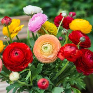 Alternative view of Set 25 Mix Ranunculus Bulbs Buttercup