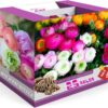 Set 25 Mix Ranunculus Bulbs Buttercup