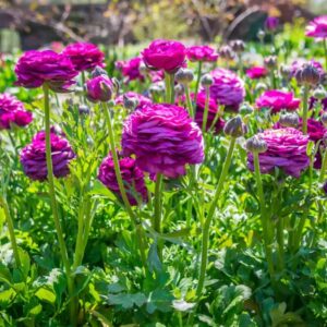 Alternative view of Set 25 Purple Ranunculus Bulbs Buttercup