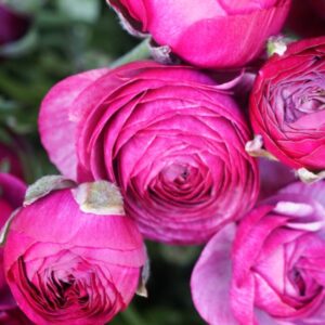 Set 25 Purple Ranunculus Bulbs Buttercup