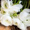 Set 25 White Ranunculus Bulbs Buttercup