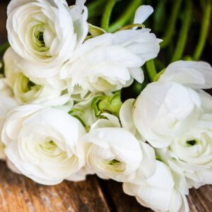 Set 25 White Ranunculus Bulbs Buttercup