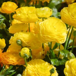 Alternative view of Set 25 Yellow Ranunculus Bulbs Buttercup