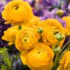 Set 25 Yellow Ranunculus Bulbs Buttercup