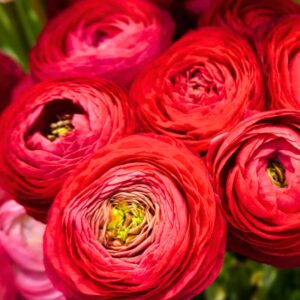 Alternative view of Set 25 Red Ranunculus Bulbs Buttercup