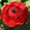 Set 25 Red Ranunculus Bulbs Buttercup