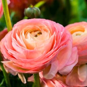 25 Pink Ranunculus Bulbs Peony Buttercup