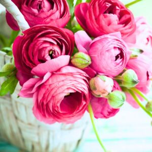 Alternative view of Set 25 Pink Ranunculus Bulbs Buttercup