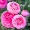 Set 25 Pink Ranunculus Bulbs Buttercup