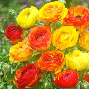 Alternative view of 25 Picotee Mix Ranunculus Bulbs