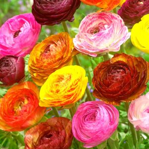 25 Picotee Mix Ranunculus Bulbs