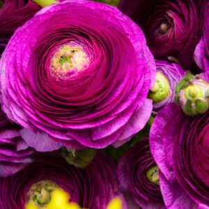 25 Purple Ranunculus Bulbs