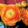 25 Orange Ranunculus Bulbs