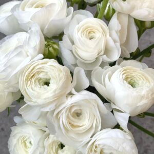 Alternative view of 25 White Ranunculus Bulbs