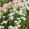 25 White Ranunculus Bulbs