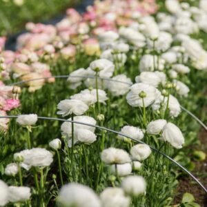 25 White Ranunculus Bulbs