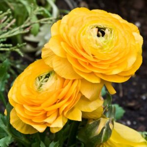 25 Yellow Ranunculus Bulbs