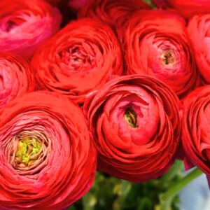 Alternative view of 25 Red Ranunculus Bulbs