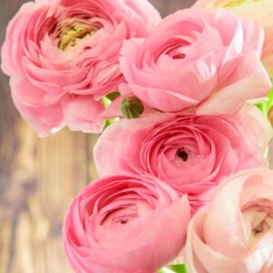 Alternative view of 25 Pink Ranunculus Bulbs