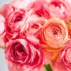 25 Pink Ranunculus Bulbs