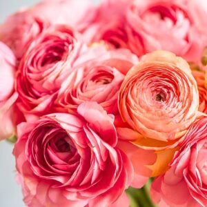 25 Pink Ranunculus Bulbs