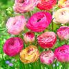 25 Mix Picotee Buttercup Ranunculus Bulbs