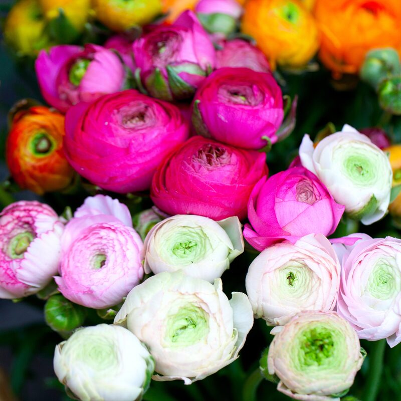 25 Mix Ranunculus Buttercup Bulbs - Image 3