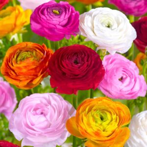 25 Mix Ranunculus Buttercup Bulbs