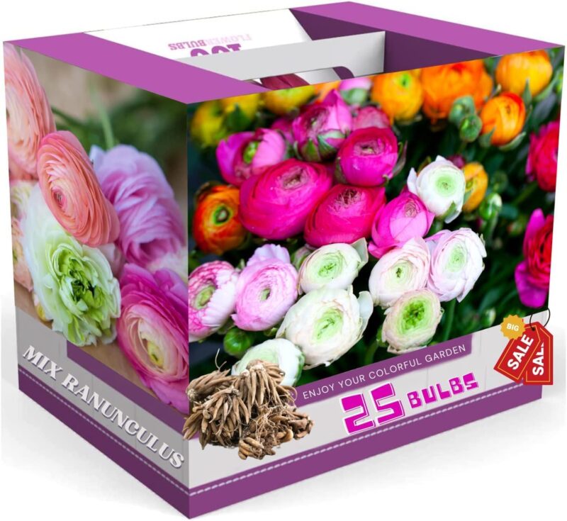 25 Mix Ranunculus Buttercup Bulbs - Image 2