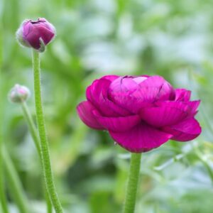 Alternative view of 25 Purple Ranunculus Buttercup Bulbs