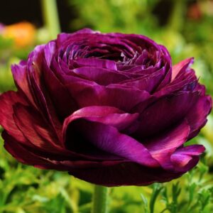 25 Purple Ranunculus Buttercup Bulbs