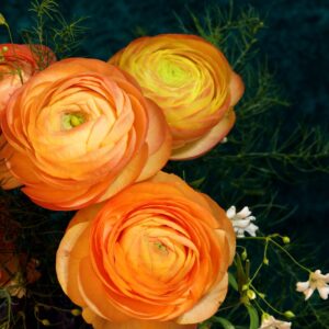 Alternative view of 25 Orange Ranunculus Buttercup Bulbs