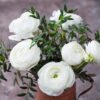 25 White Ranunculus Buttercup Bulbs