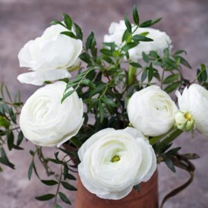 25 White Ranunculus Buttercup Bulbs